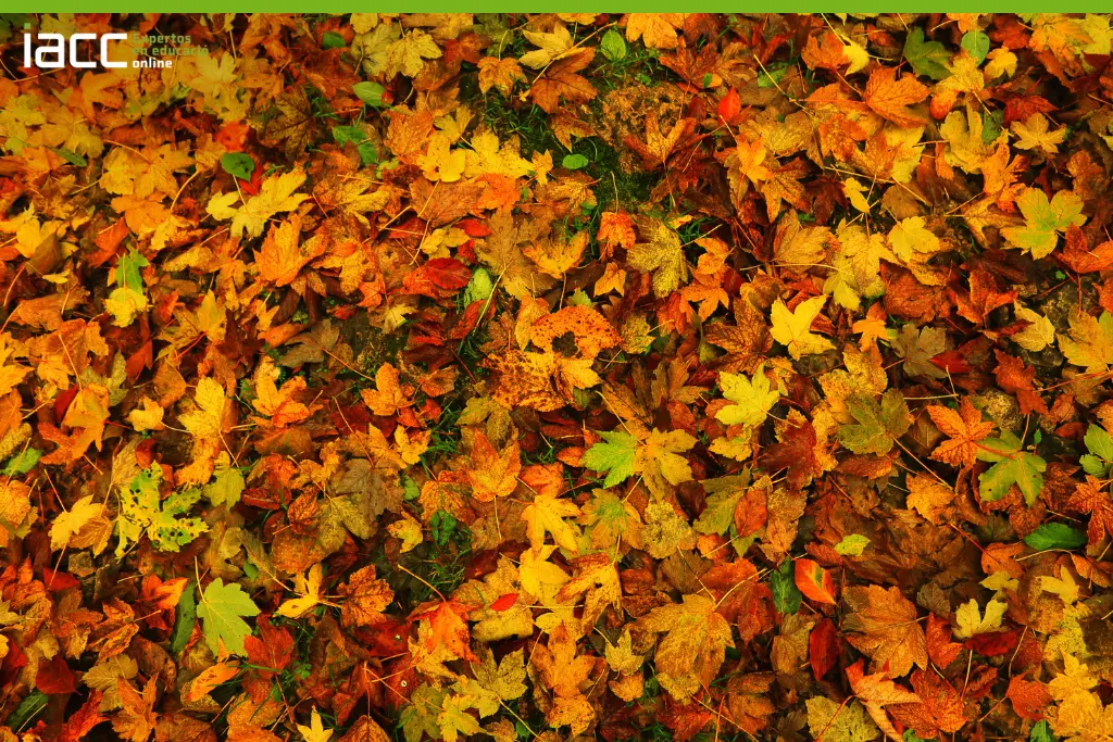 ¿El otoño afecta tu estado de ánimo? ¿Cómo podemos cuidar nuestra salud mental?